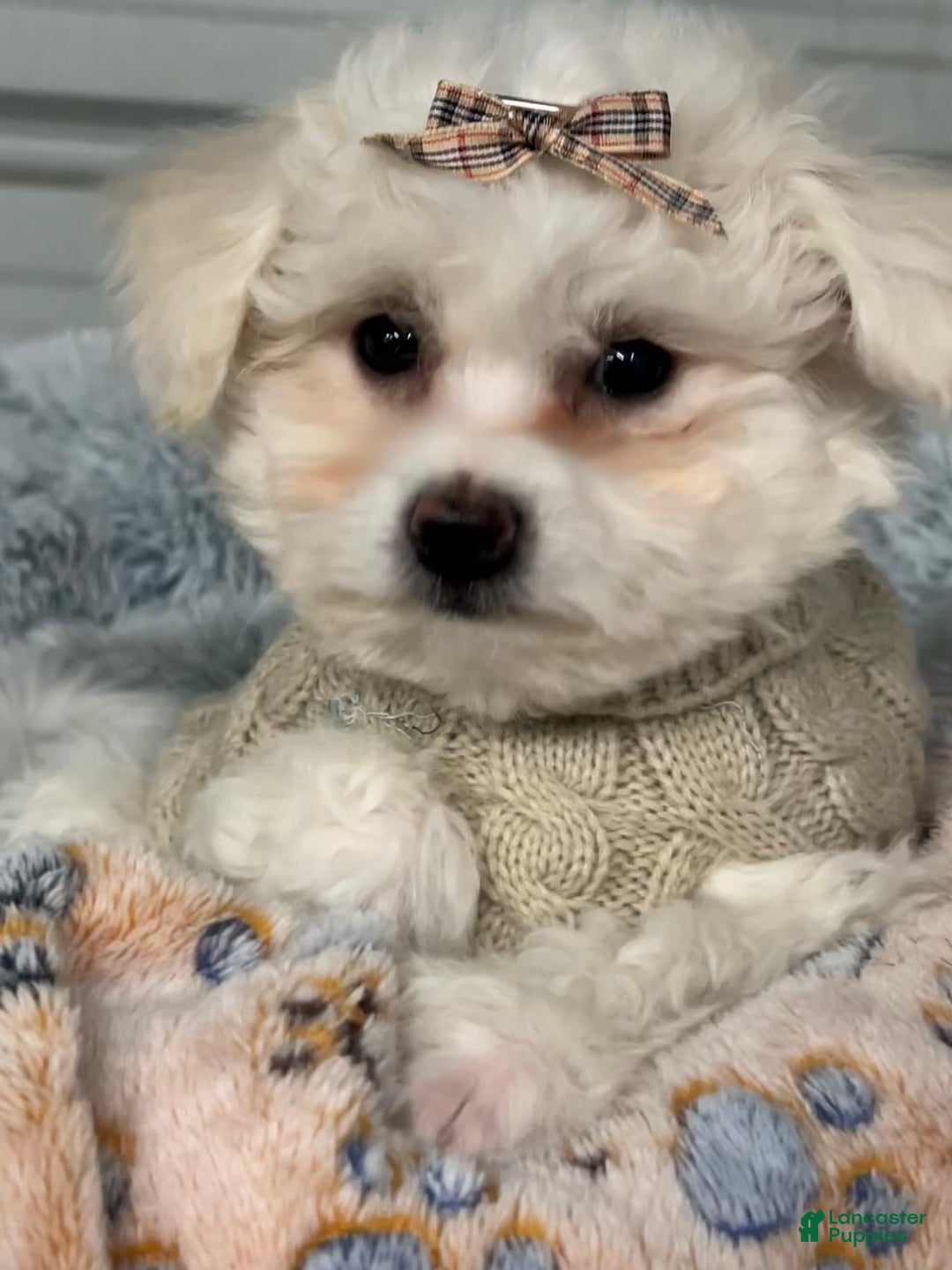 Bichon Frise dogs for sale: Tabitha  - Ad 2