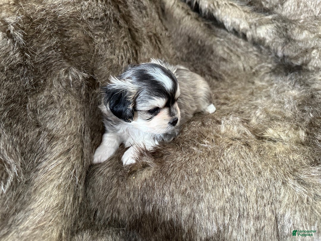 Mixed Breed dogs for sale: Ryan - Ad 3