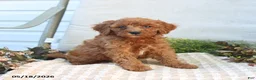 Mini Goldendoodle dogs for sale: Morgan - Ad 5