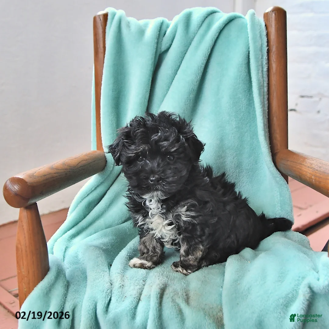 Havanese dogs for sale: Karlos - Ad 3