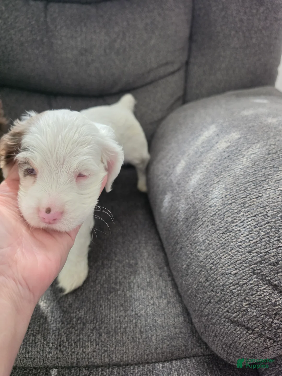Cocker Spaniel dogs for sale: Cocker Spaniel 3 - Ad 2