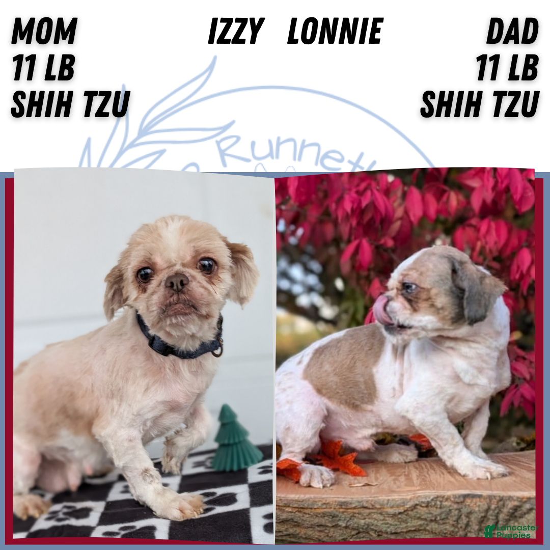 Shih Tzu dogs for sale: Mason - Ad 7