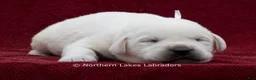 Labrador Retriever dogs for sale: Michael - Ad 3