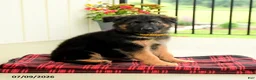 German Shepherd dogs for sale: Rosetta - Ad 3