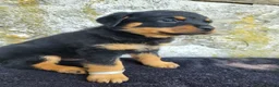 Rottweiler dogs for sale: Sally - Ad 5