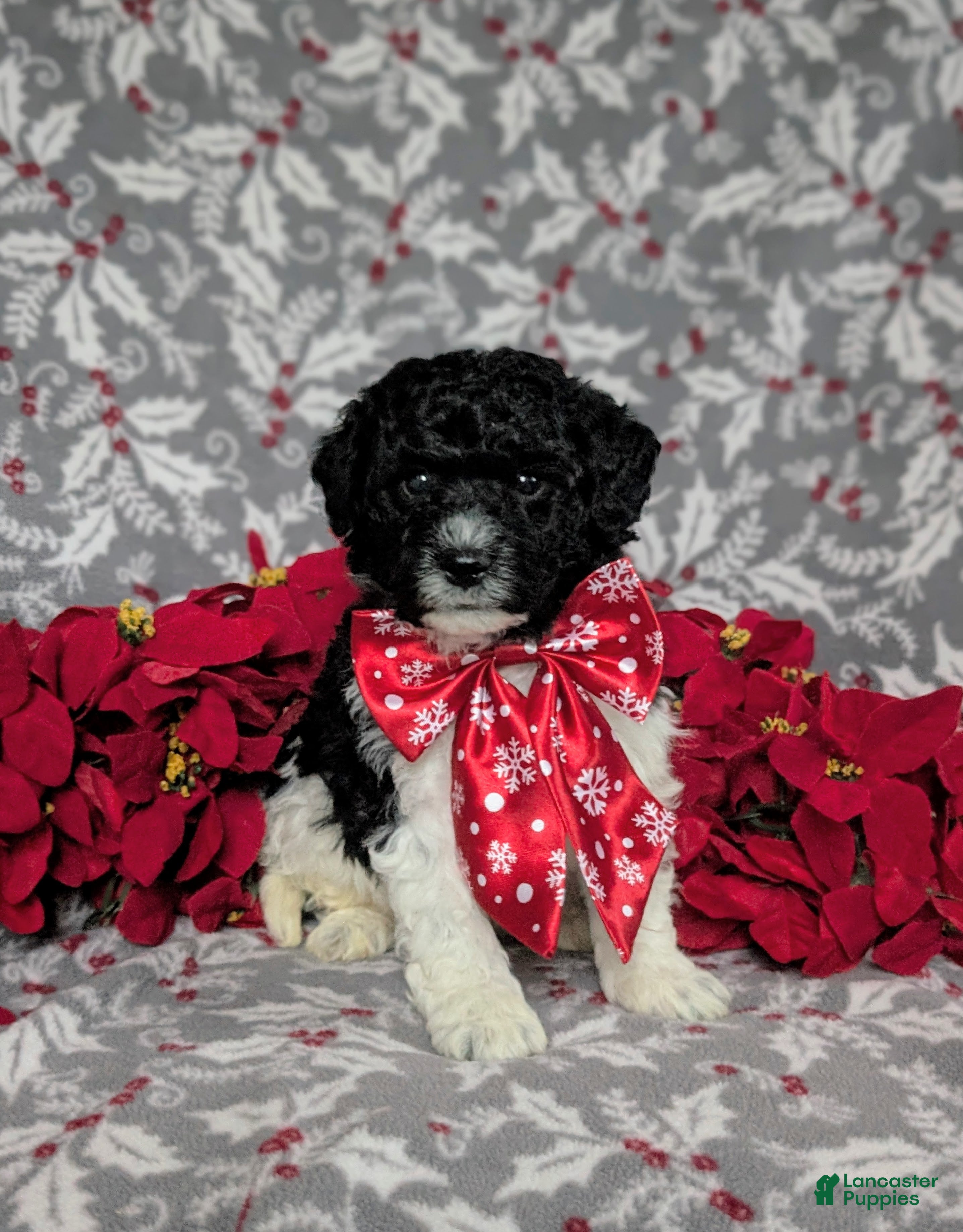 Mini Bernedoodle dogs Archie Hypoallergenic Ready for Christmas - Ad 10
