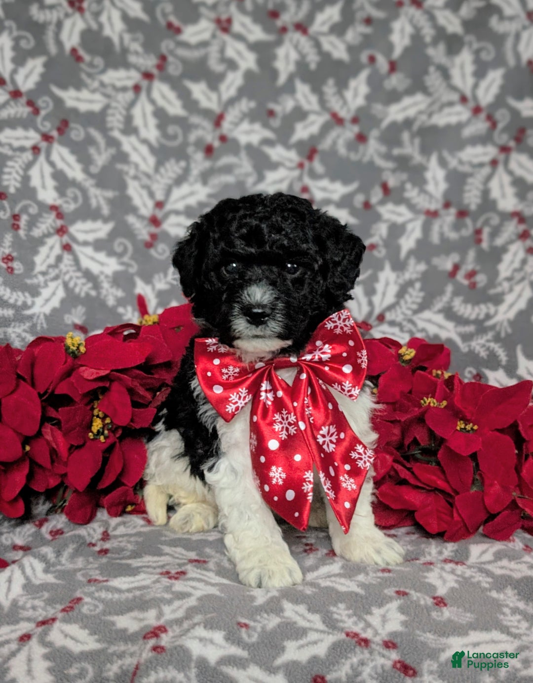 Mini Bernedoodle dogs for sale: Archie Hypoallergenic Ready for Christmas - Ad 1