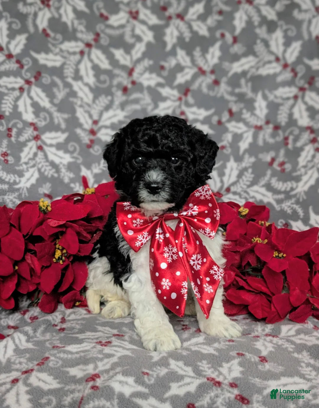 Mini Bernedoodle dogs for sale: Armondo Hypoallergenic  - Ad 10