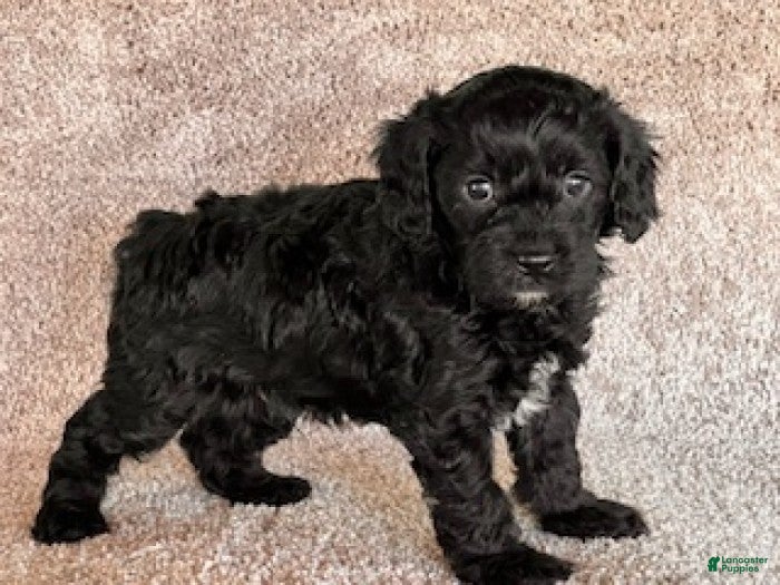 Cavapoo dogs Luca - Ad 2