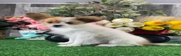 Papillon dogs for sale: Rusty - Ad 2