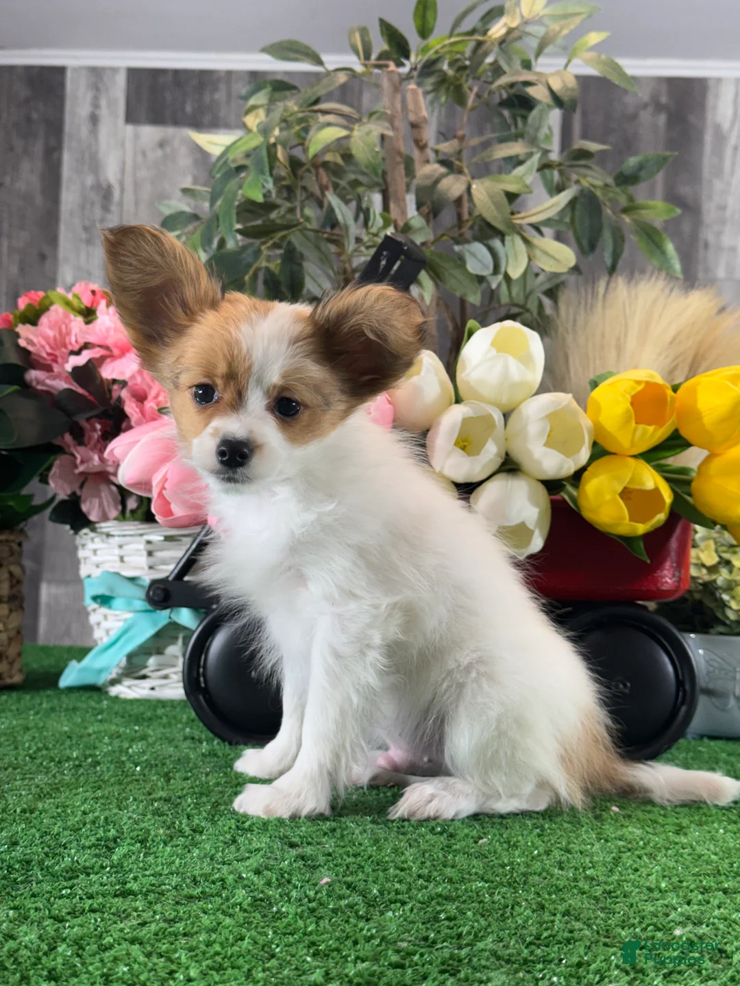 Papillon dogs for sale: Rusty - Ad 2