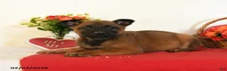 Belgian Malinois dogs for sale: Rhia - Ad 2