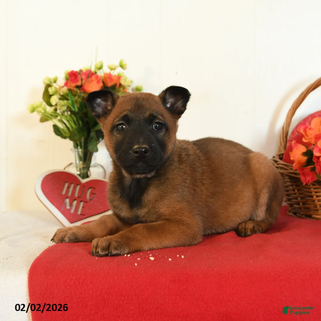 Belgian Malinois dogs for sale: Rhia - Ad 2