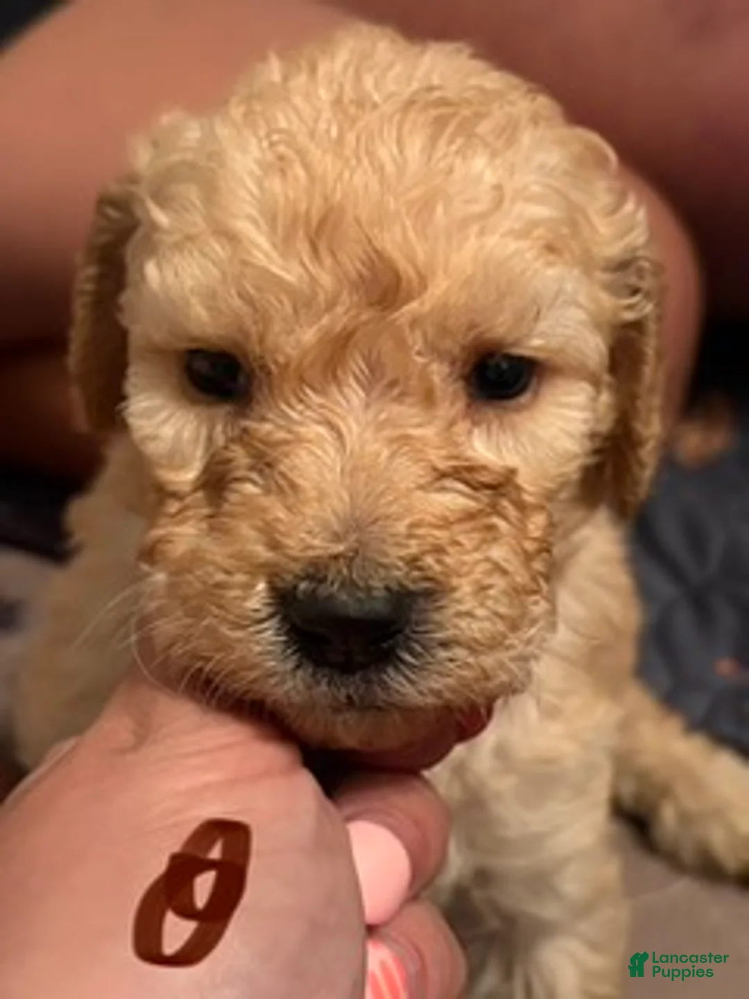 Goldendoodle dogs for sale: Brown Girl - Ad 1