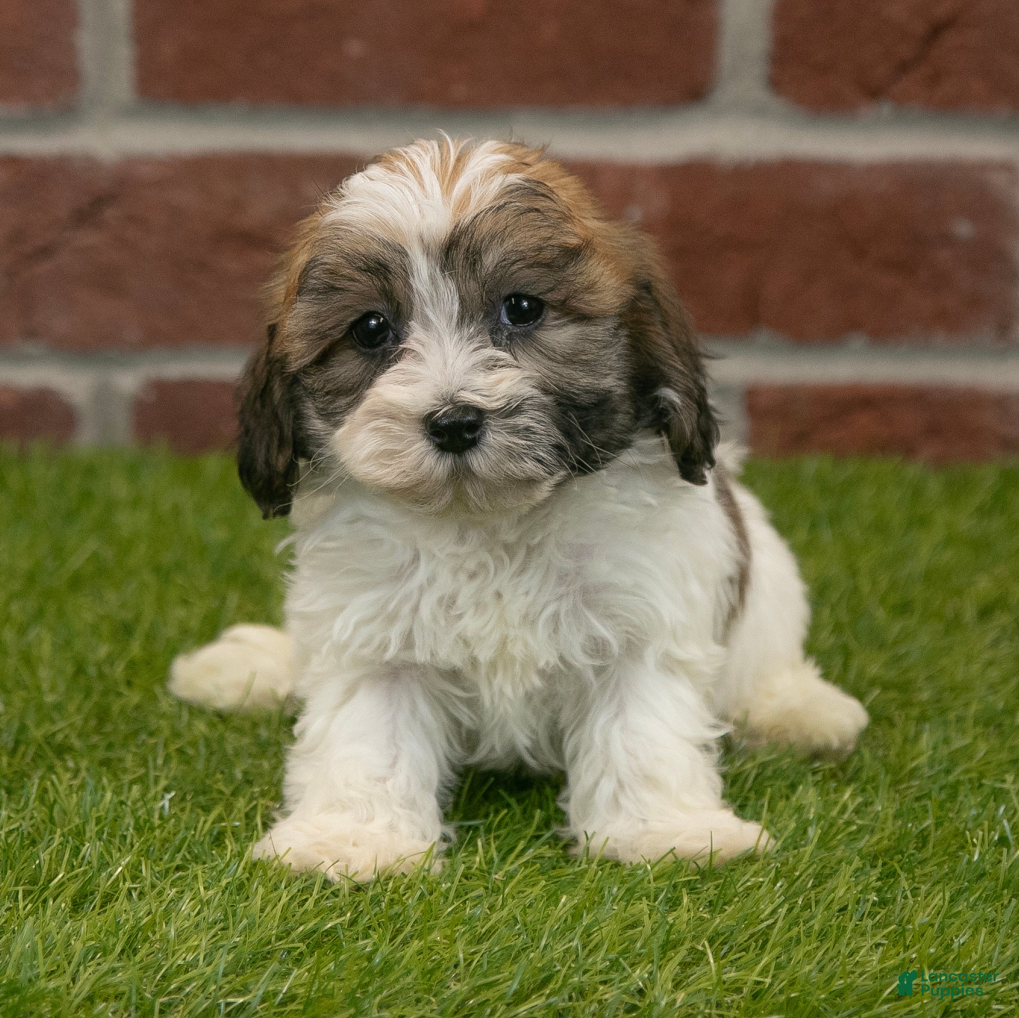 Havapoo dogs Bingo - Ad 10