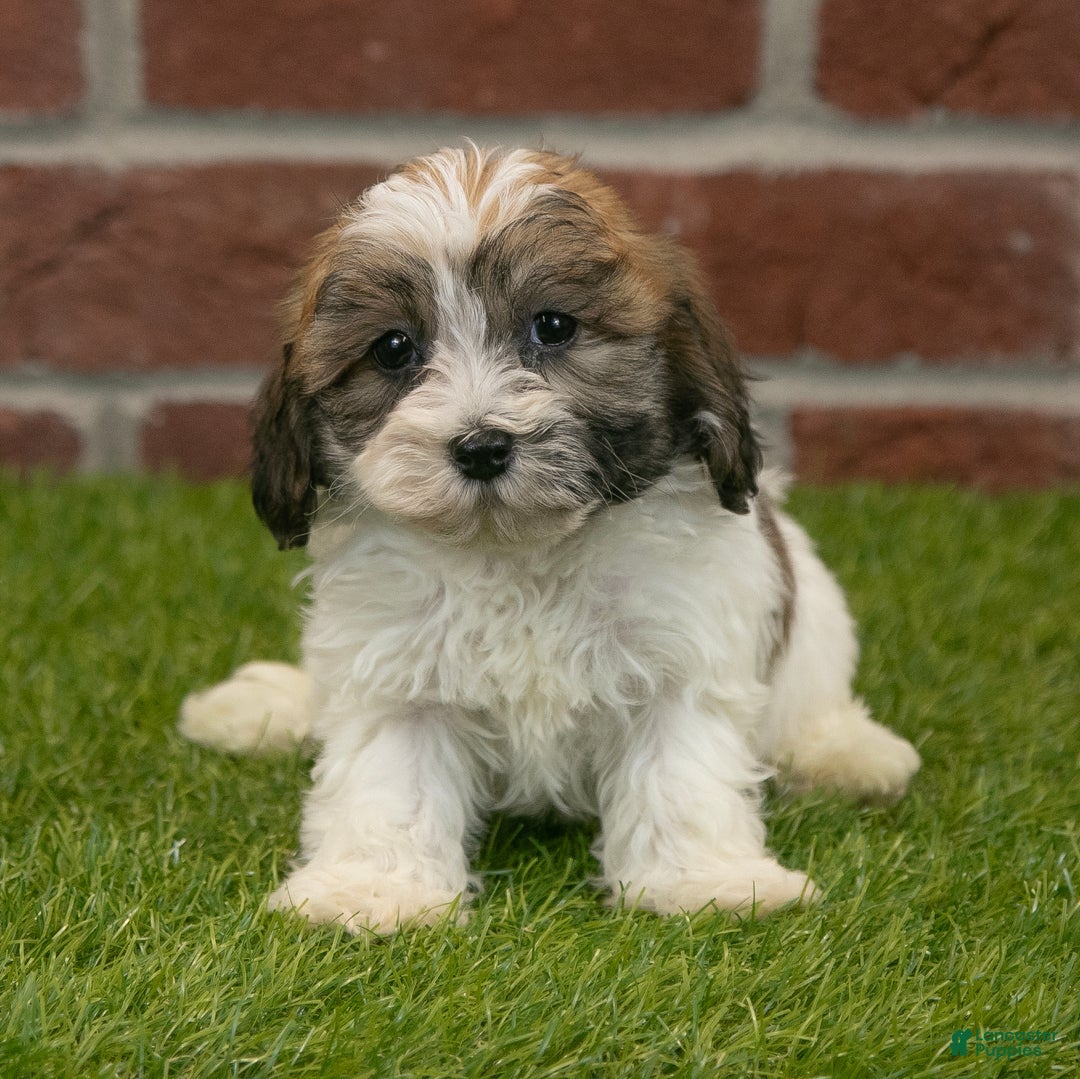 Havapoo dogs for sale: Bingo - Ad 1