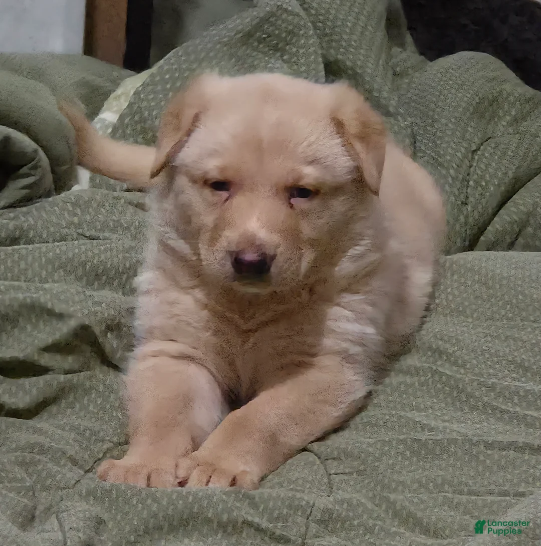 German Shepherd dogs for sale: Diesel - Ad 2