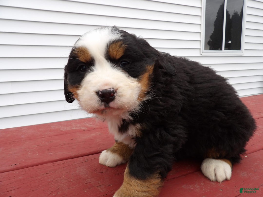 Gallery Image {{count}}