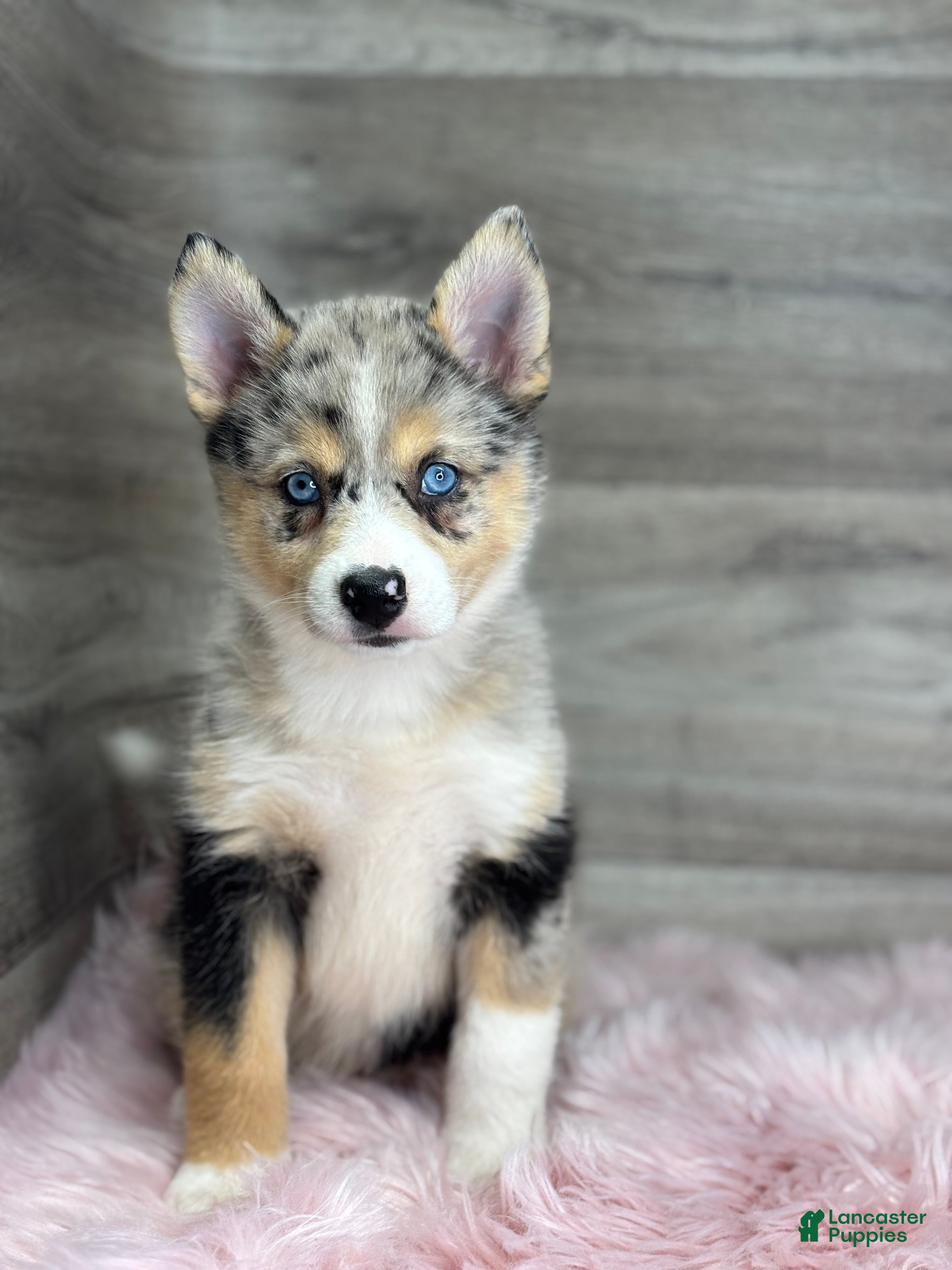Pomsky dogs Emma - Ad 2