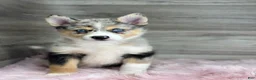 Pomsky dogs for sale: Emma - Ad 2