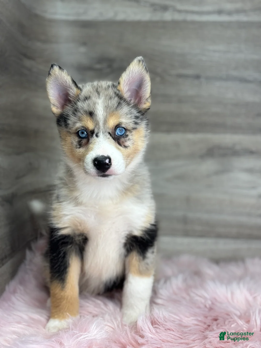 Pomsky dogs for sale: Emma - Ad 2
