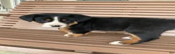 Greater Swiss Mountain Dog dogs for sale: Ben - Ad 10