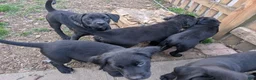 Labrador Retriever dogs for sale: Labrador Retriever Puppy 2 - Ad 1