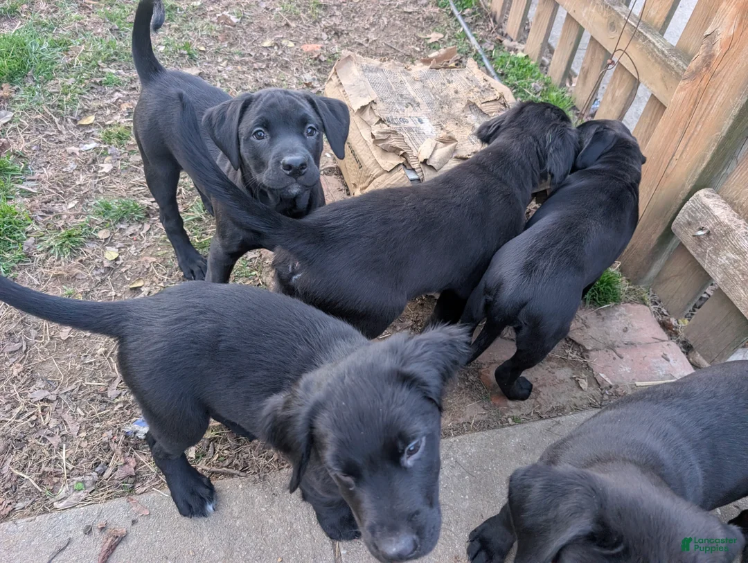 Labrador Retriever dogs for sale: Labrador Retriever Puppy 2 - Ad 1
