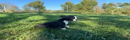 Boston Terrier dogs for sale: Boss - Ad 4