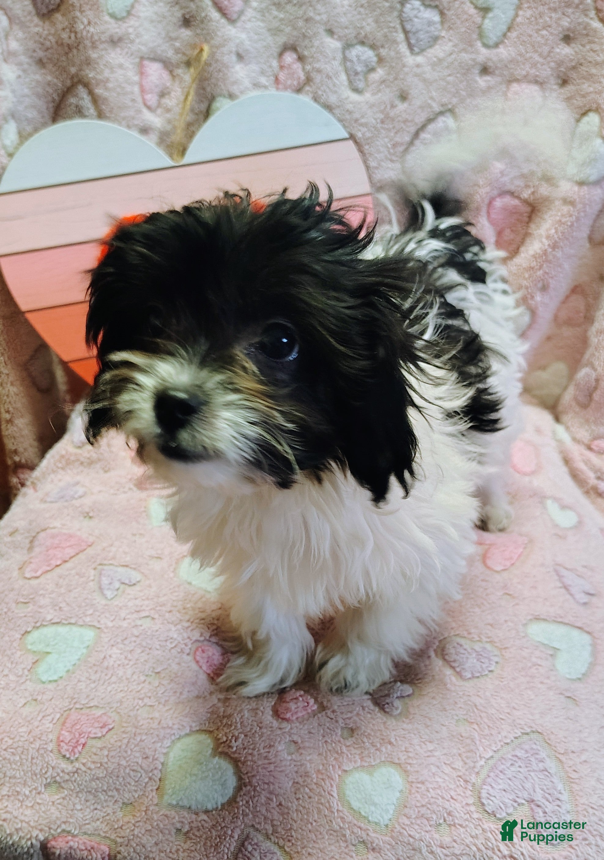 Mixed Breed dogs Mixed Breed Puppy 2 - Ad 19