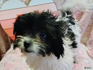 Mixed Breed dogs Mixed Breed Puppy 2 - Ad 16