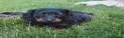 Miniature Dachshund dogs for sale: Vander - Ad 40