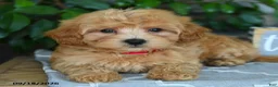 Maltipoo dogs for sale: Julian - Ad 3