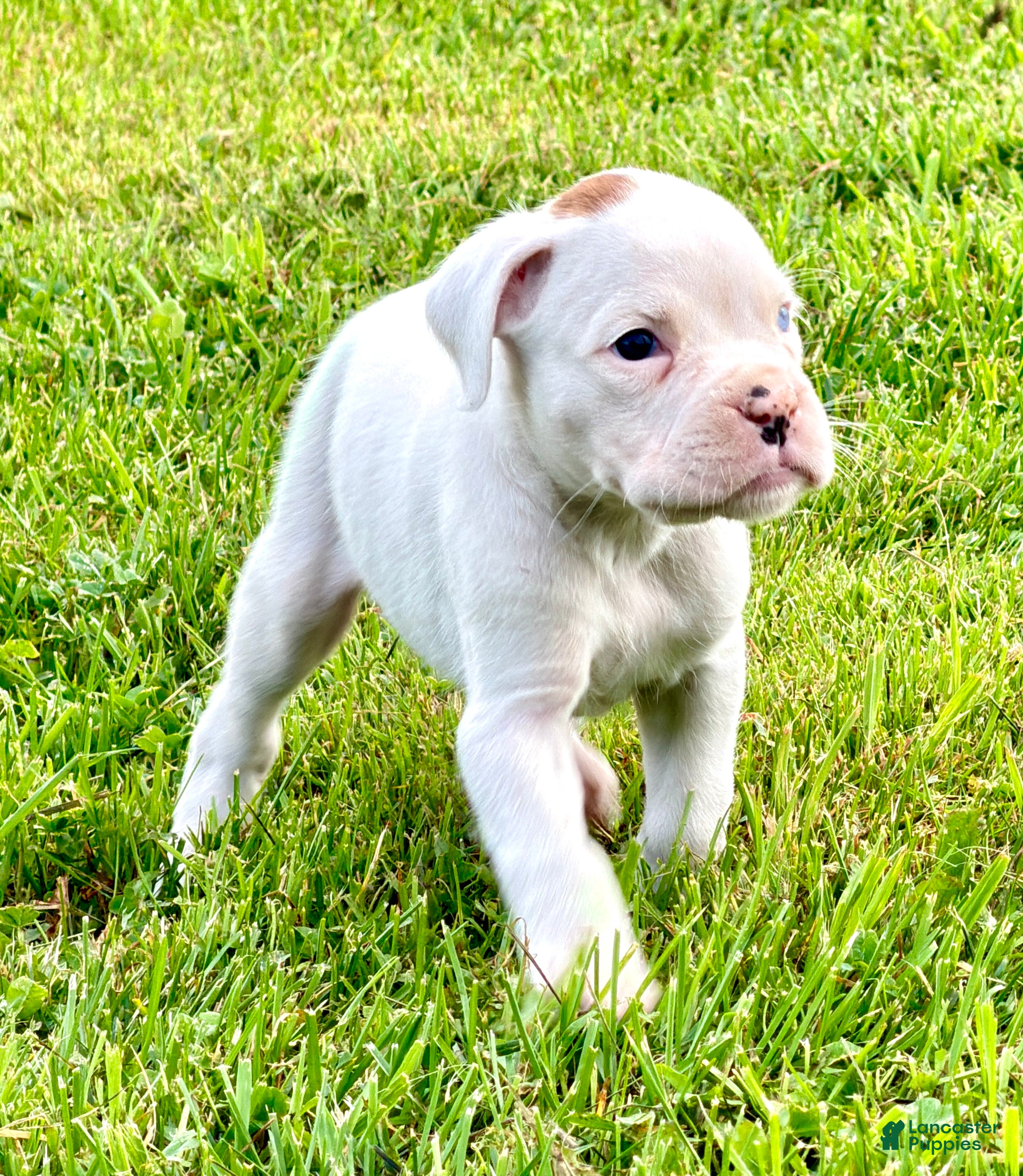 Boxer dogs ACE - Ad 2