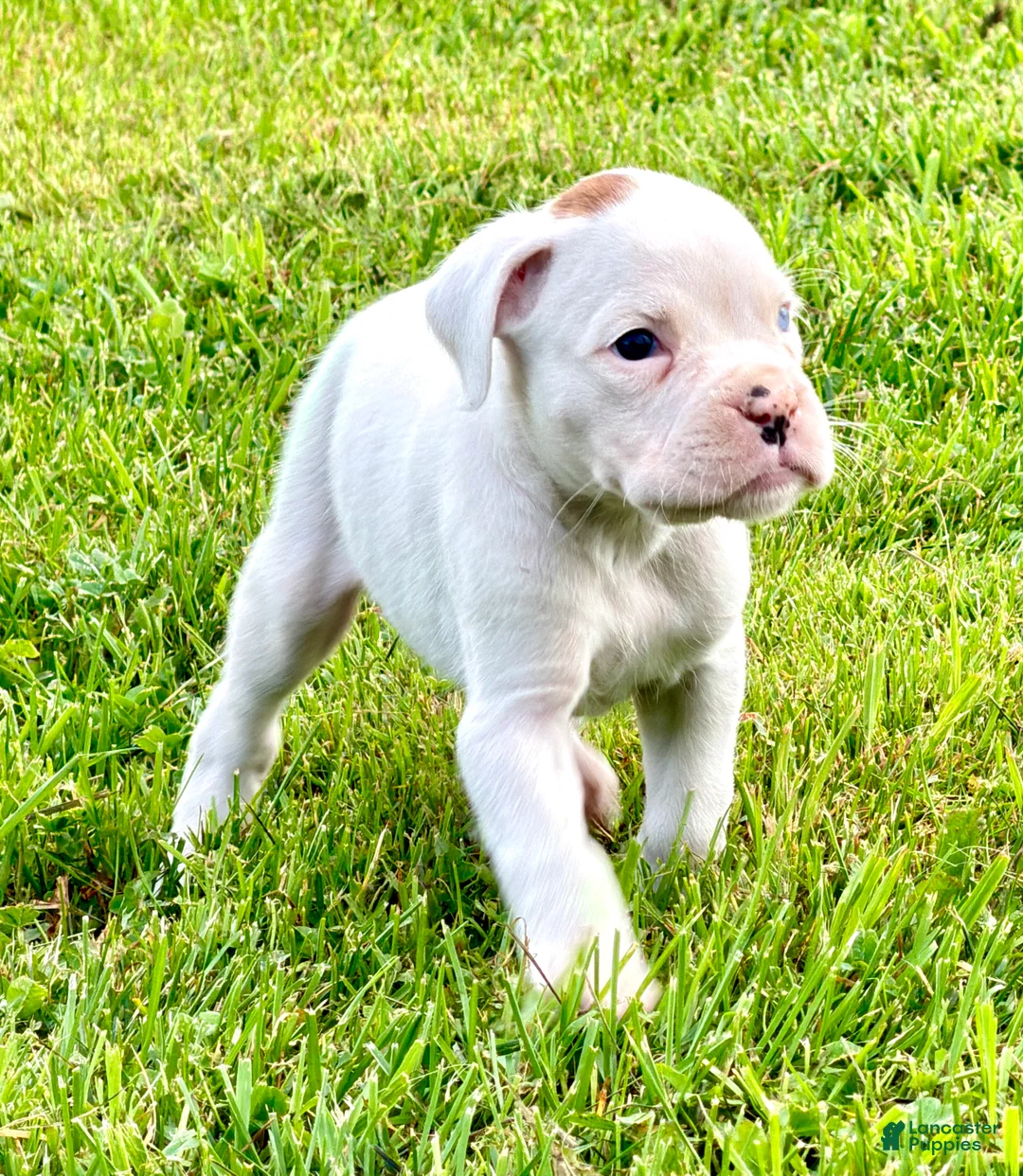 Boxer dogs for sale: ACE - Ad 2