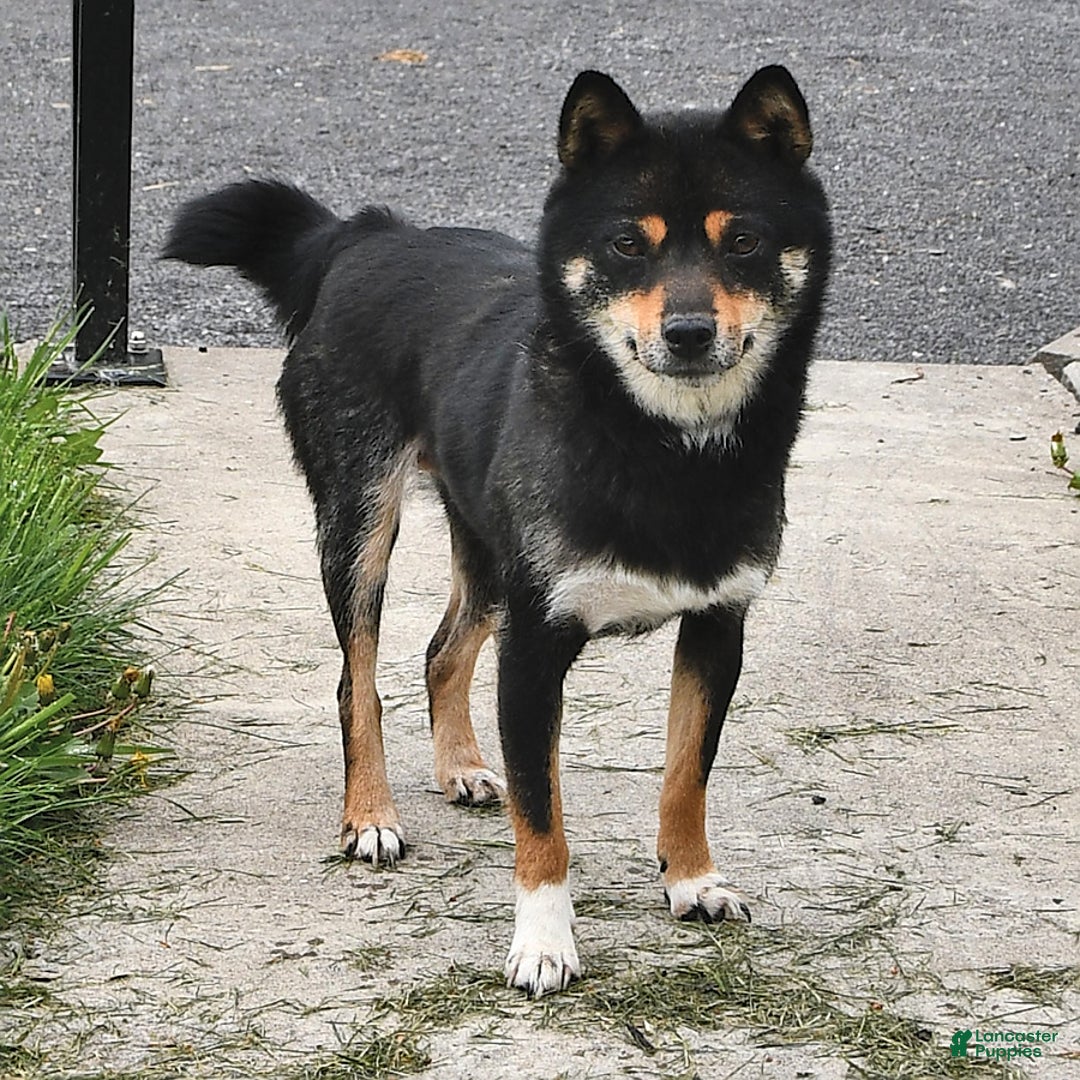 Shiba Inu dogs for sale: Paul - Ad 4