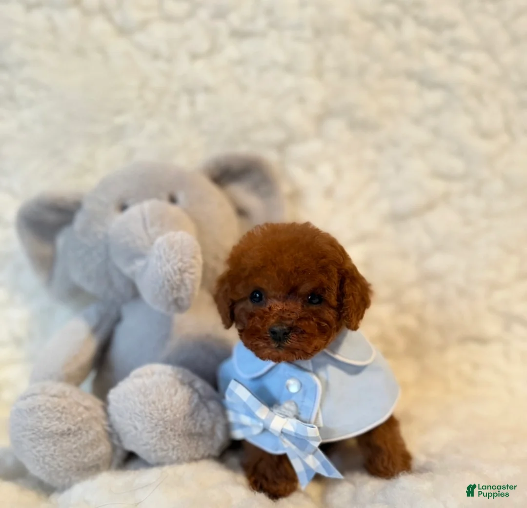 Toy Poodle dogs for sale: Poodle male teacup deep red - Ad 1