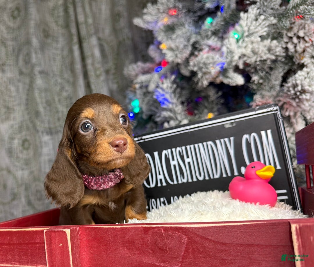 Miniature Dachshund dogs for sale: Ready Xmas eve - Ad 12