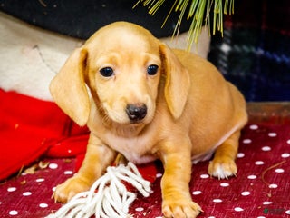 Miniature Dachshund dogs Tammy - Ad 41