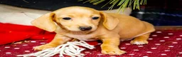 Miniature Dachshund dogs for sale: Tammy - Ad 5
