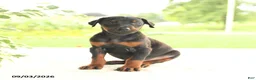 Doberman Pinscher dogs for sale: Anders - Ad 2