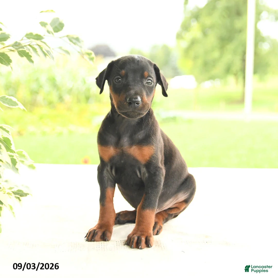 Doberman Pinscher dogs for sale: Anders - Ad 2