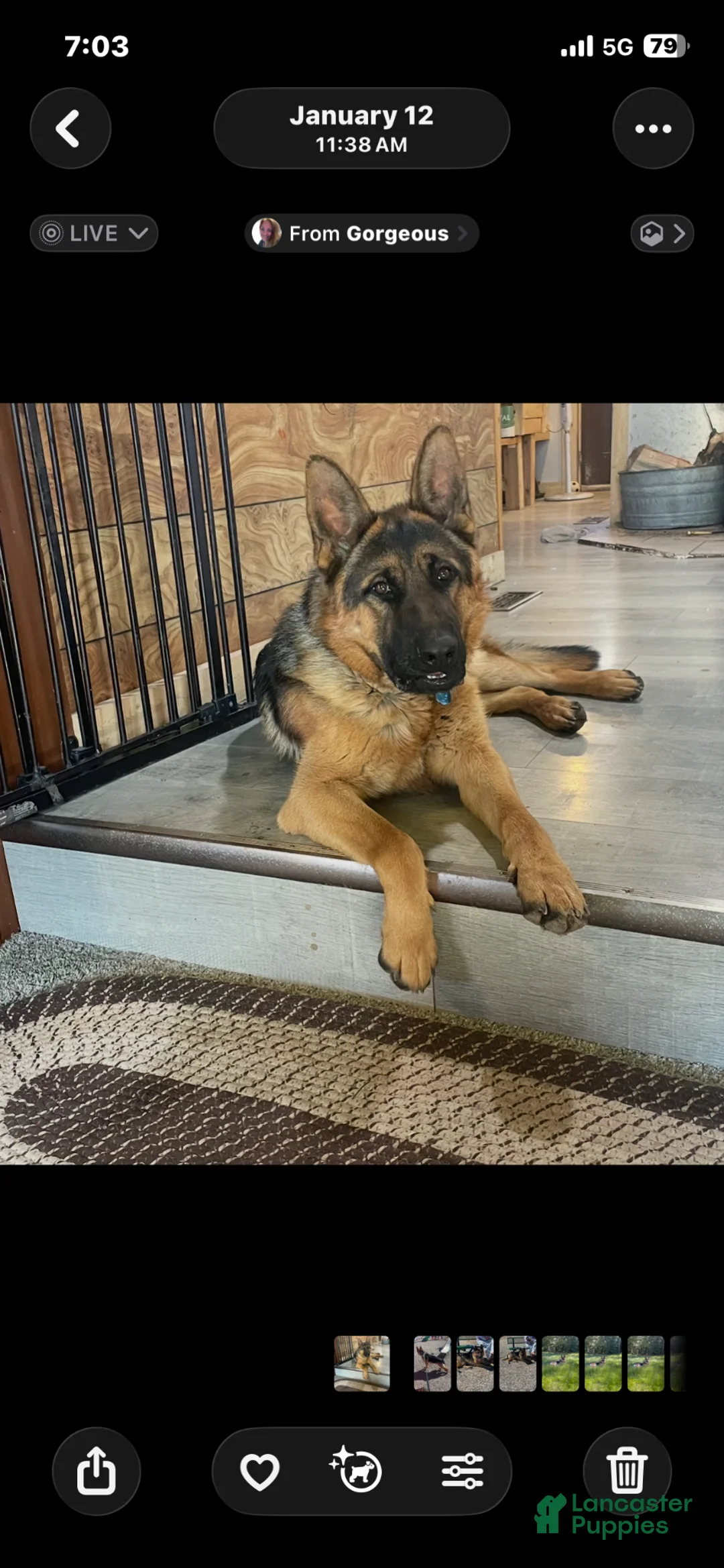 German Shepherd dogs for sale: German Shepherd Puppy 5 - Ad 2