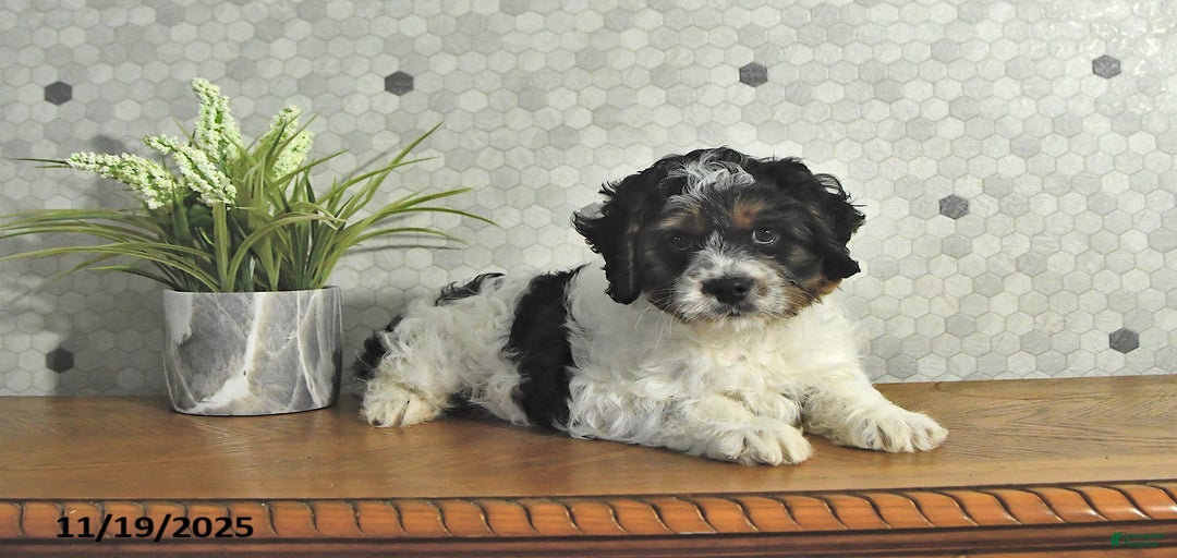 Gallery Image {{count}}