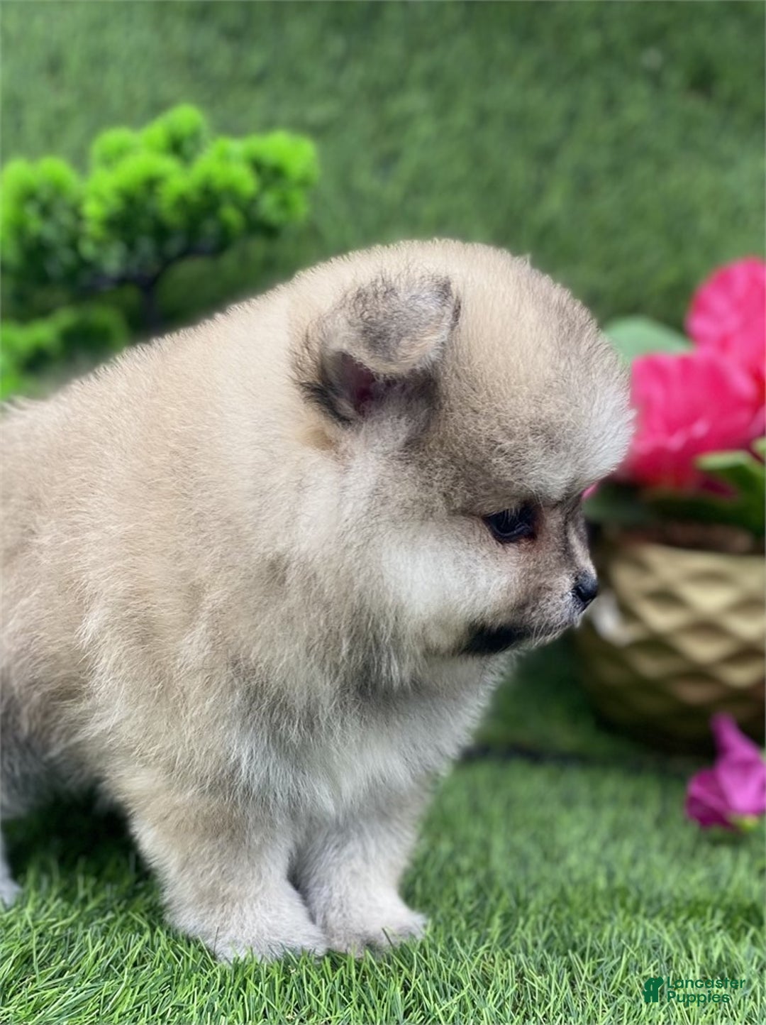 Pomeranian dogs for sale: Pomeranian Puppy 2 - Ad 2