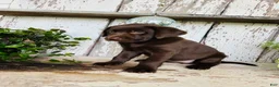 Labrador Retriever dogs for sale: Finlee  - Ad 7