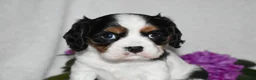 Cavalier King Charles Spaniel dogs for sale: Scout - Ad 8