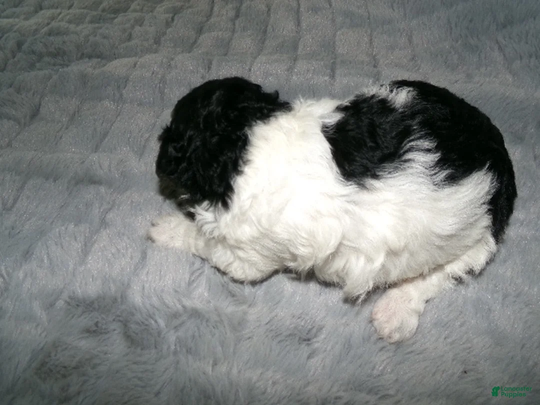 Miniature Poodle dogs for sale: Miniature Poodle Puppy 4 - Ad 2