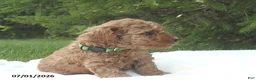 Miniature Poodle dogs for sale: Ricky - Ad 4