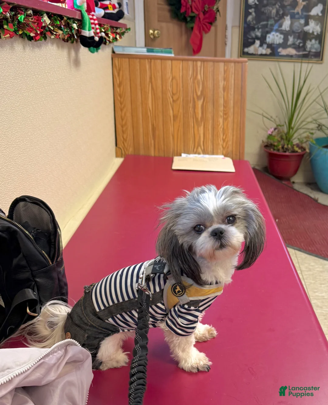 Shih Tzu dogs for sale: Paprika  - Ad 2